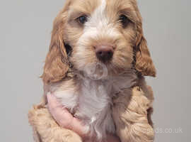 F1 red show cockapoo available due to non collection
