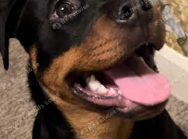 Female rottweiler for hot sale sale near me