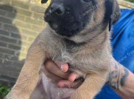 Malinois/Malinois cross
