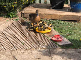Mallard ducklings