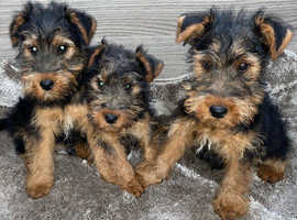 Welsh terrier puppies