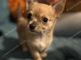 Chorkie