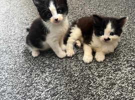 Norwegian forest cat sales kijiji