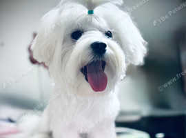 KC reg 15 Champions adorable maltese girl