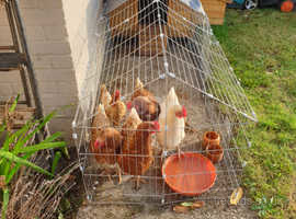 Chicken Coop Plus Run With 4 Hens