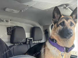 German shepherd