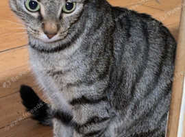 Young female cat