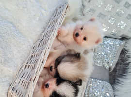 Pomeranian toy