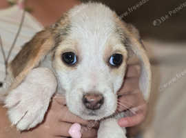 Beagle puppies