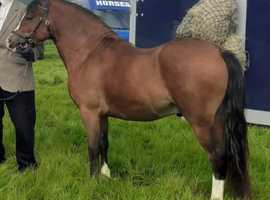 4 YEAR OLD REGISTETED WELSH SECTION A GELDING