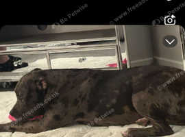 Staffy cross American bulldog