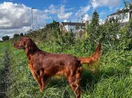 Irish Setter Puppies for sale