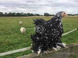 Pekin Bantams Smooth And Frizzle