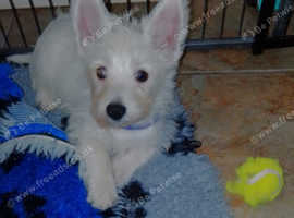 Westie puppies ready now