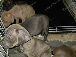 Alapha bulldog puppies