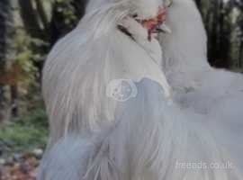 Show Quality White bearded Silkie hatching Eggs x6