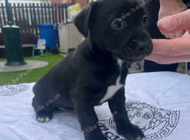 patterdale terrier puppies