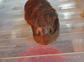 Boar Guinea pig 2