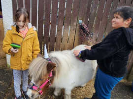 Registered shetland mare 5yr old