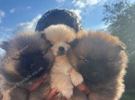 Gorgeous puppies for sale