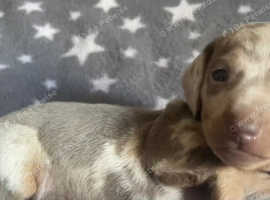 4 KC registered dachshund pups