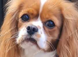 Two female cavalier King Charles spaniel