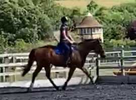 16h quality gelding