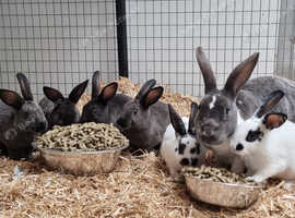 Beautiful mixed litter of mini rex rabbits
