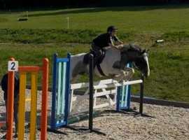 15.2 Clydesdale x Cob for share/part loan