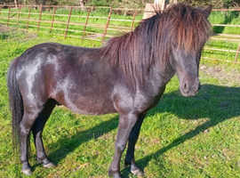 Falabella colt