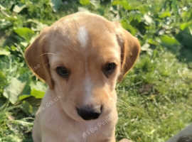 Springador Just born, 10 beautiful puppies, 3 females and 7 males,
