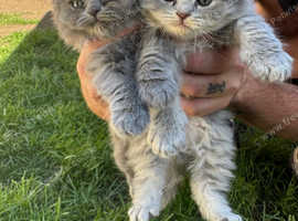 Scottish fold kittens