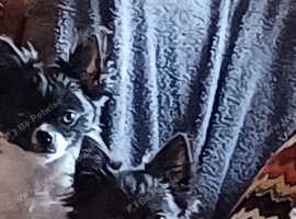Sell puppy chihuahua long hair KC
