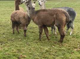 8 female alpaca for sale with cria nice animals bas register