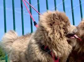 Stunning lilac chow chow female 8 months old