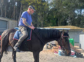 Safe steady steed x