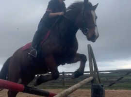 Rising 6 yr old newforest mare 13.3/ 14 hh