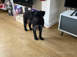18month old Hungarian puli, playful and loves his walks.