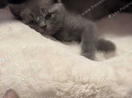 British shorthair