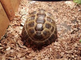 5 year old male Horse field Tortoise
