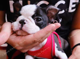 beautiful litter of Boston Terriers Puppies