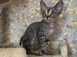 We have amazing new litter of Devon kittens.