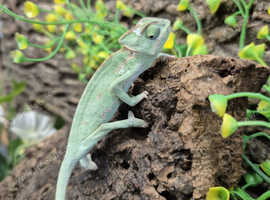 Male Yemen Chameleons at Birmingham Reptiles