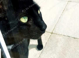 Female black cat