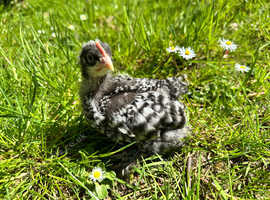Pekin boy looking for new home