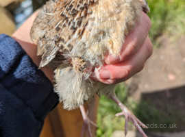 Young male quail looking for a home
