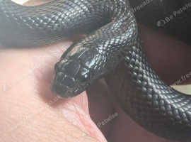 grown on mexican black kingsnakes