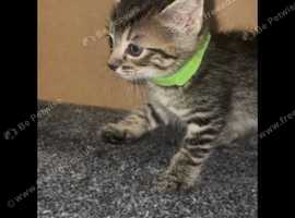 2 Domestic shorthair Kittens