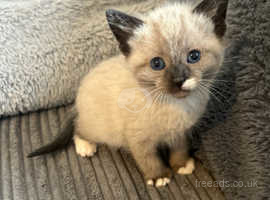 Blue eyed cream Ragdoll lookalike female kitten, 8 weeks, READY NOW