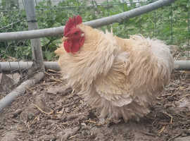 A pair of pekin bantam